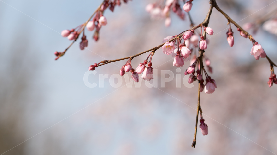 벚꽃,봄꽃,꽃,계절,season,봄,spring,cherryblossoms,꽃축제,봄날,화려한,예쁜,가로수,자연,벚꽃축제,수수한,나무,연분홍색,핑크색,바탕,공원,정원,봄하늘,flower,nature,garden,beautiful