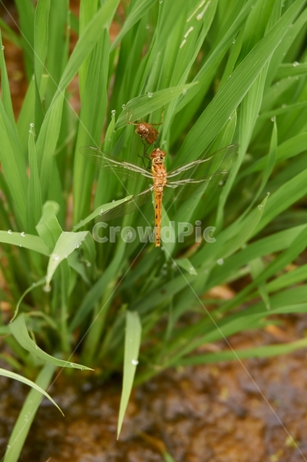 잠자리,논,이슬,여름,푸른,곤충,벌래,날개,dragonfly,insect,bug,새벽,물,비,젖은,dew,맻히다,물방울,자연,풀,깨끗한,상쾌한,봄,숲,땅,동물,animal,곤충,벌레,insect,bug