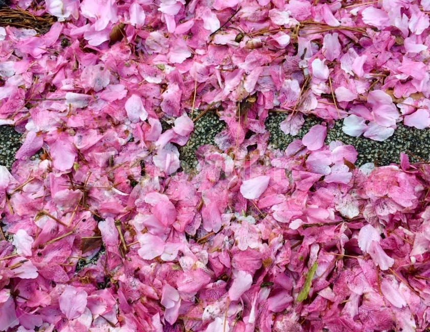 벚꽃,무덤,꽃,봄,낙화,배경화면,봄,계절,spring,season,꽃,flower,plant,식물,petal,꽃잎,blossom