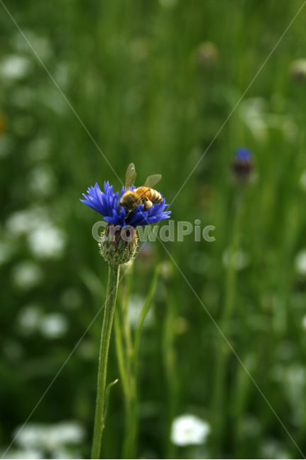 수레국화,식물,flower,plants,nature,꽃,꽃봉오리,꽃밭,벌,식물,자연,plants,nature,꽃,flower,동물,animal,곤충,벌레,insect,bug