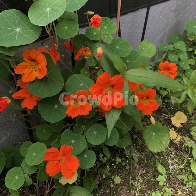 꽃,식물,주황,초록,자연,flower,plants,orange,green,nature,hana,shokubutsu,orenziiro,midori,식물,자연,plants,nature,꽃,flower