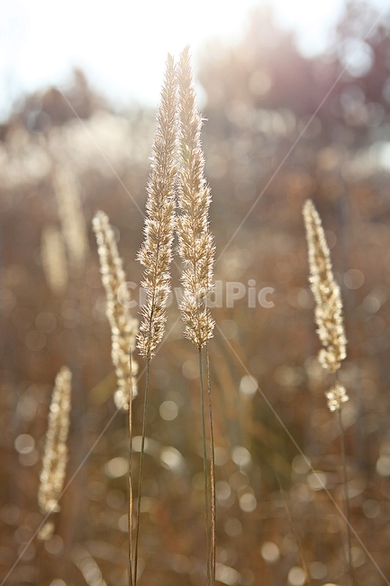 갈대,억새,식물,갈대꽃,자연,역광,가을,계절,가을,계절,fall,autumn,season