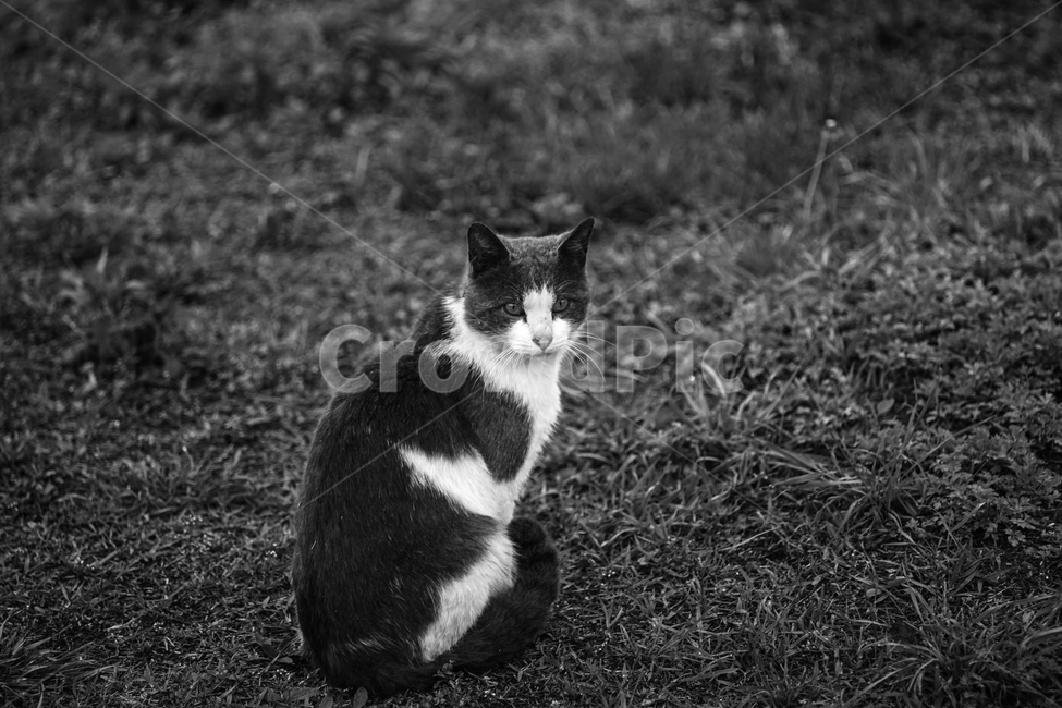 냥이,길냥이,냥이응시,야성,냥이눈빛,동물,animal,포유류,mammal,고양이,cat,kitten,kitty,흑백,모노톤,monochrome,black and white