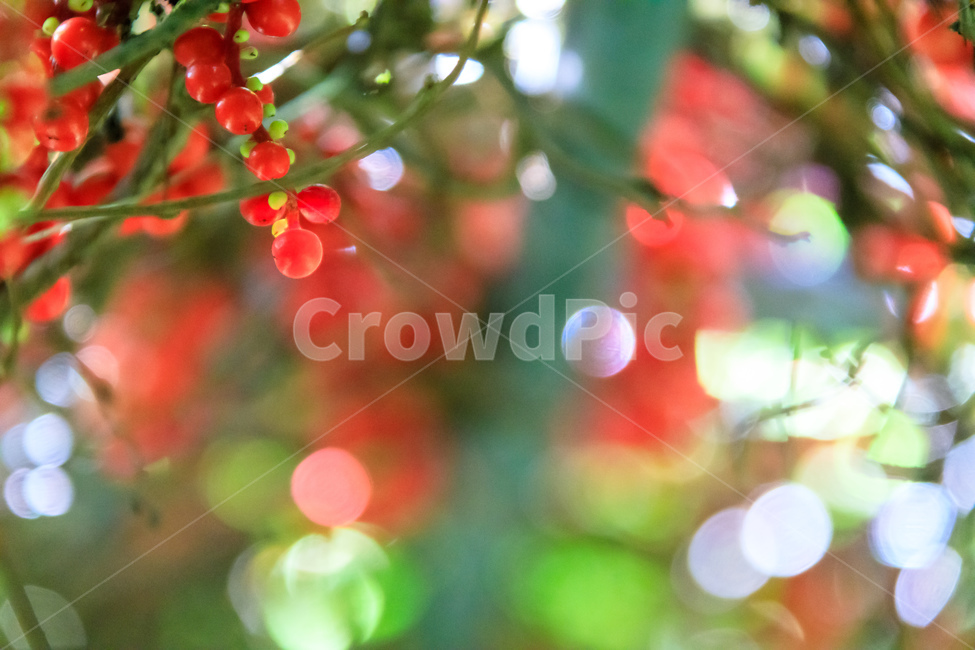 오미자,다섯가지맛,식물,과일,열매,수확,농업,제철,식물,자연,plants,nature,과일,열매,fruit