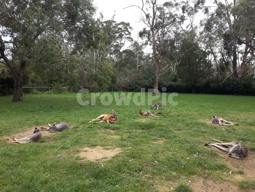 캥거루,호주,왈라비,동물,오스트레일리아,자연,야생동물공원,낮잠,휴식,kangaroo,australia,wallaby,animal,wildlifepark,동물,animal,포유류,mammal