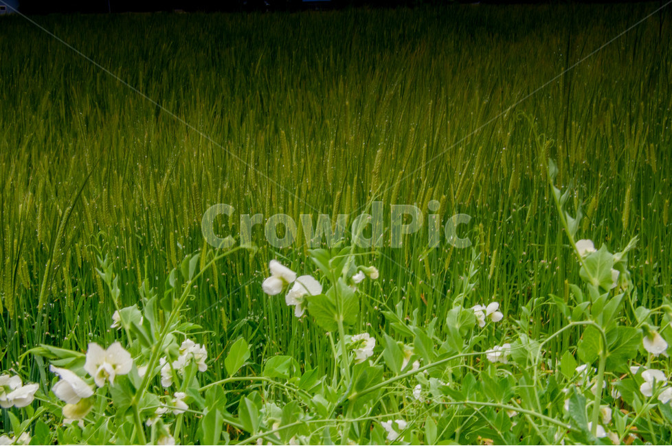 꽃,청보리,푸르름,보리,하얀꽃,식물,자연,plants,nature,꽃,flower