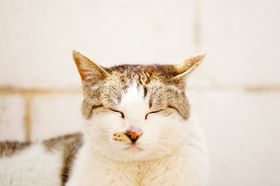 고양이,동물,잠,무늬,감성,벽돌,animal,얼굴,수염,편안한,귀,스마일,동물,animal,포유류,mammal,고양이,cat,kitten,kitty,감성,sensible,feeling