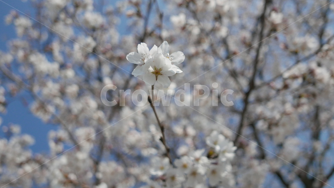 봄,감성,꽃송이,벚꽃,꽃,flower,blossom,spring