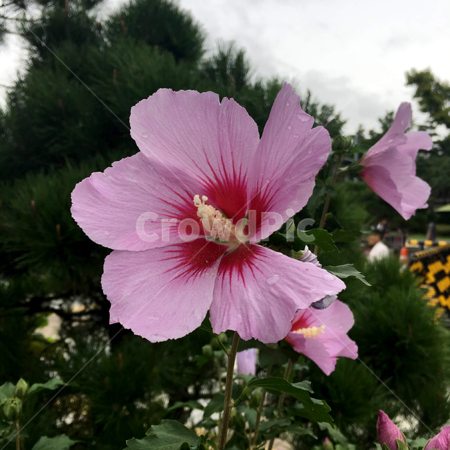 대한민국,무궁화,한국,꽃,분홍색,초록,식물,나라꽃,핑크,flower,plant,green,korea,식물,자연,plants,nature,꽃,flower