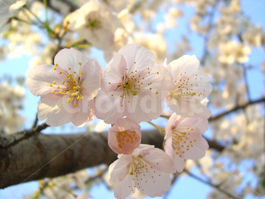 벚꽃,벚나무,식물,꽃,봄꽃,봄,flower,cherryblossoms,봄,계절,spring,season,식물,자연,plants,nature,꽃,flower,plant