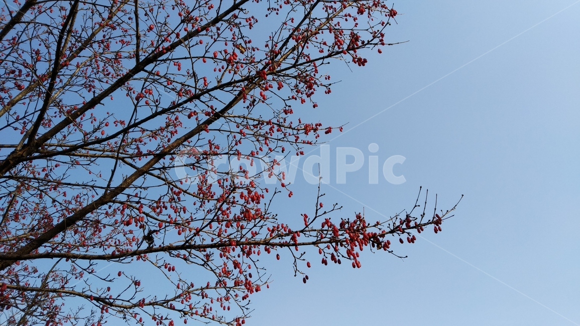 산수유,겨울나무,열매,빨간열매,하늘,식물,자연,plants,nature,나무,trees,wood