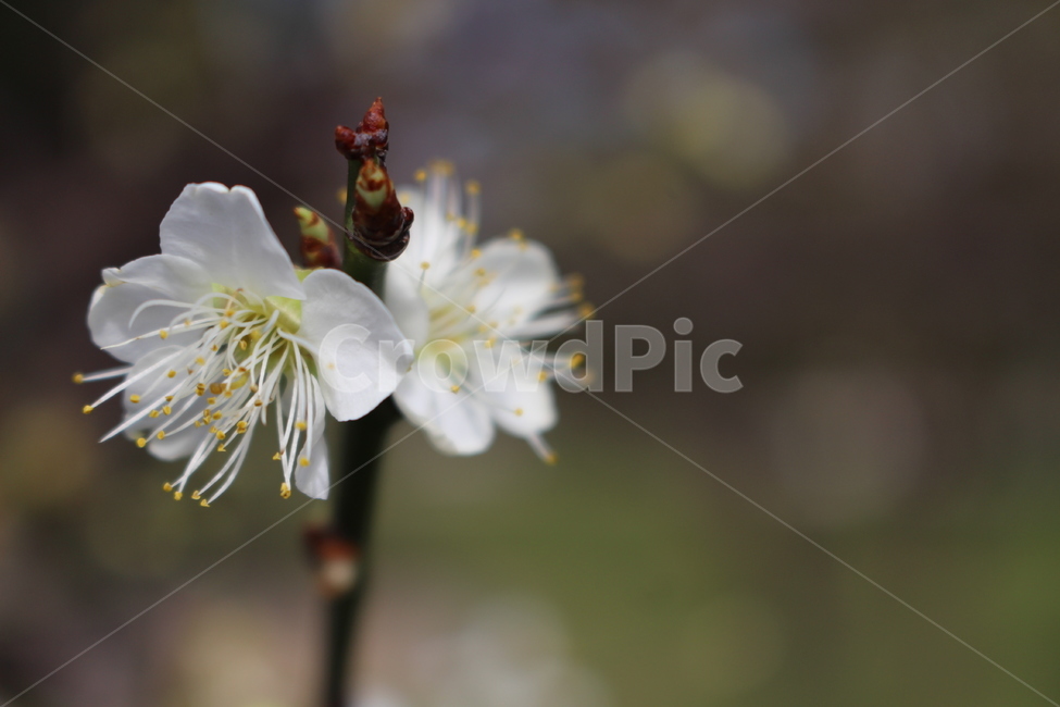 꽃,자연,배경화면,봄,꽃한송이,아웃포커싱,들꽃,flower,nature,backgroundimages,spring