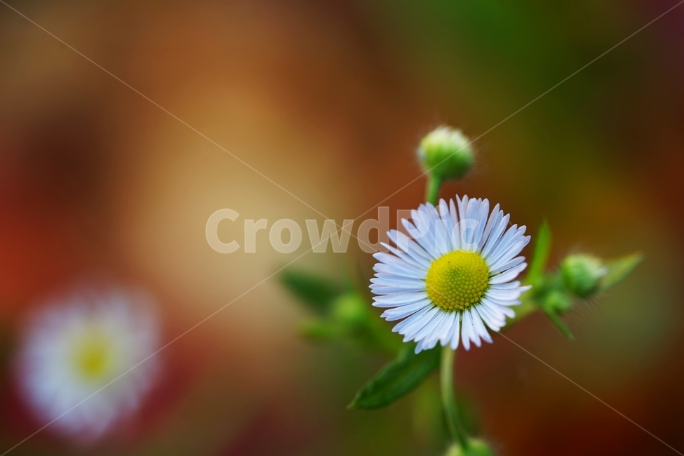 개망초,개망초꽃,야생화,국화과,귀화식물,식물,자연,plants,nature,꽃,flower