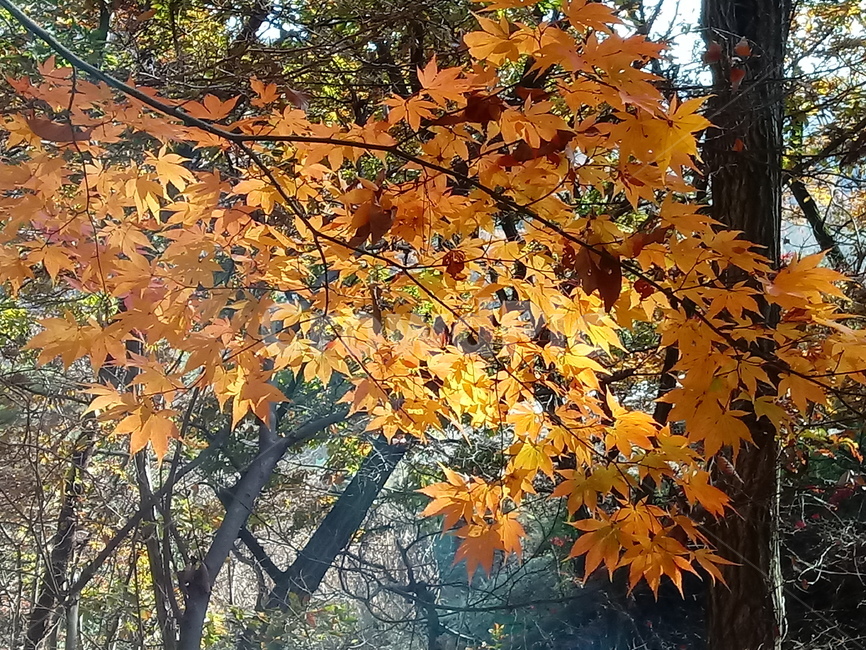 단풍,단풍잎,단풍나무,가을,leaf,잎,plant,식물,tree,나무,계절,fallautumnseason,outdoors,옥외,자연풍경,naturelandscape,가을,계절,fall,autumn,season,식물,자연,plants,nature,maple