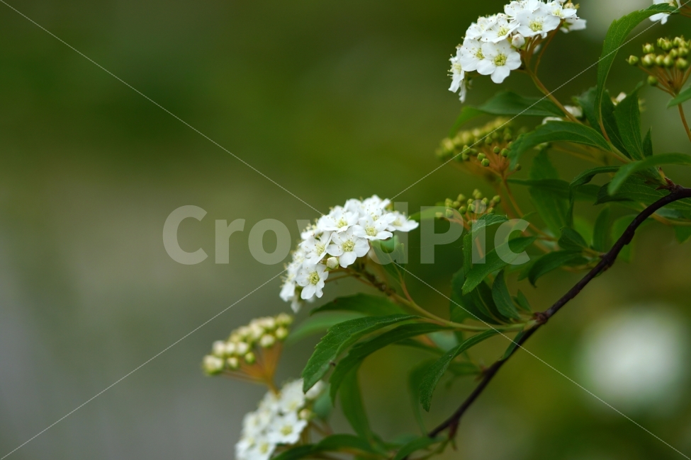 공조팝나무,꽃,플라워,식물,자연,초여름,nature,flower,식물,자연,plants,nature,꽃,flower
