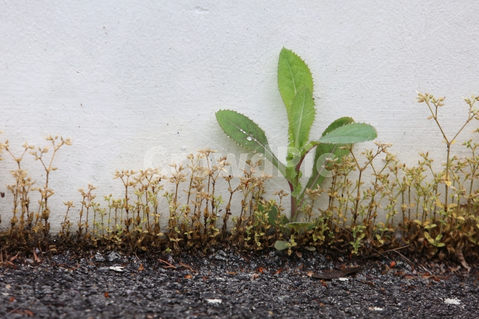식물,풀,옹기종기,녹색,도심의풀,식물,자연,plants,nature