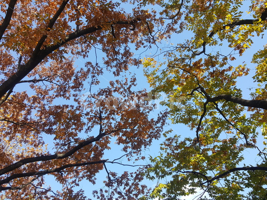 하늘,자연,나무,구름,풍요로움,여름,가을,푸르름,푸른자연,자연환경,단풍,단풍잎,단풍나무,가을나무,가을하늘