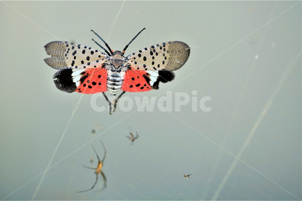 거미줄,거미,거미의사냥,거미집,먹이잡이,꽃매미,곤충,벌레,insect,bug