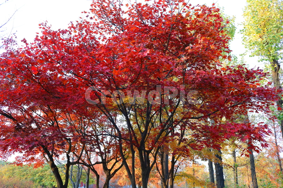단풍,단풍나무,나무,식물,가을,자연,가을,계절,fall,autumn,season,식물,자연,plants,nature,나무,trees,wood,tree,plant,maple