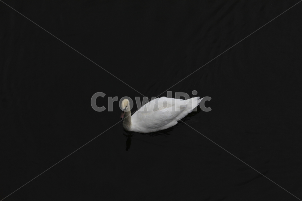 강,백조,수영,river,swan,swimming,동물,animal,조류,새,birds