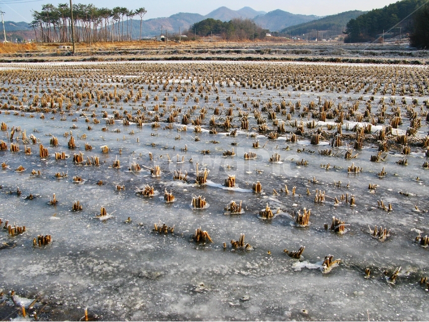 겨울,논,감성,겨울논,얼음,겨울,계절,winter,season,자연,풍경,nature,landscape,시골,마을,country,rural,town,산업,industry,industrial,농업,농사,agriculture,farming,farming industry