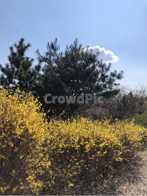 개나리,봄,소나무,구름,하늘,노란색,초록색,하늘색,계절,풍경,식물,나무,꽃,flower,yellow,봄,계절,spring,season,자연,풍경,nature,landscape,plant