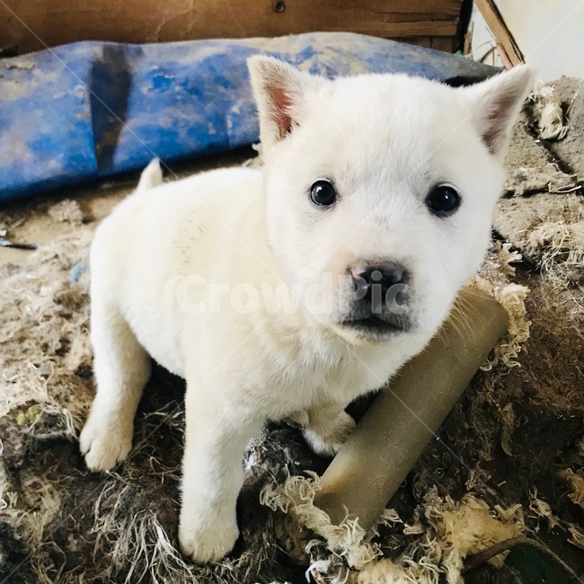 개,강아지,풍산개,애완견,시골,동물,animal,포유류,mammal,개,강아지,dog,doggy