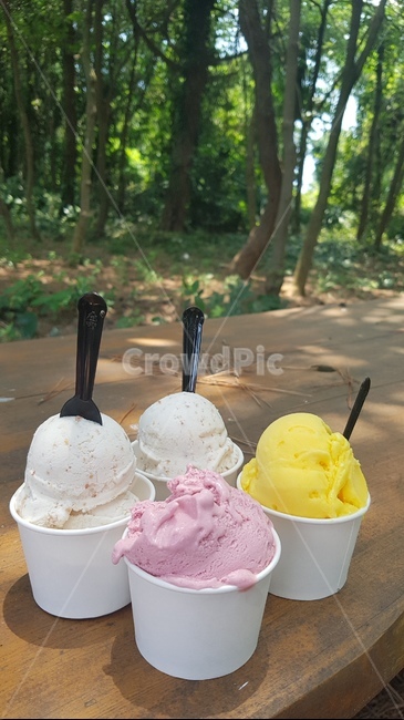 아이스크림,숲,휴양지,icecream,여름,디저트,음식,식재료,요리,food,cook,meal,dishes,food reserves,디저트,간식,후식,dessert,snack