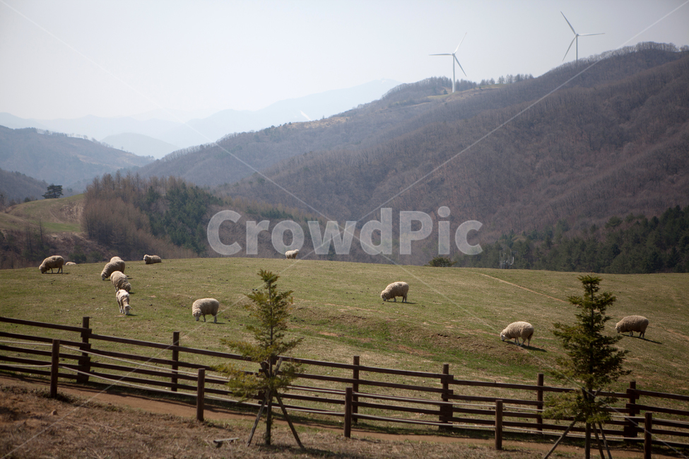 nature,자연,field,들,outdoors,옥외,grassland,animal,동물,sheep,양,mammal,포유류,farm,ranch,농장,meadow,목초지,방목,grazing,pasture,목장,rural,농촌,동물,animal,포유류,mammal