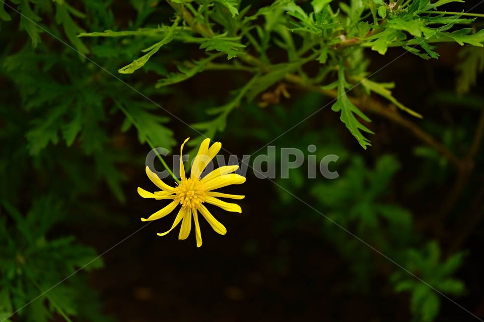가물레피시스,원예,노란꽃,가물렛,국화과,compositae,euryops,gamolepis,yellow,garden,감성,노랑,예쁨,식물,자연,plants,nature,꽃,flower