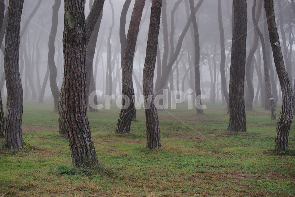 소나무,안개,풍경,송호리,솔숲,자연,풍경,nature,landscape,tree,나무,plant,식물,tree trunk,나무 줄기