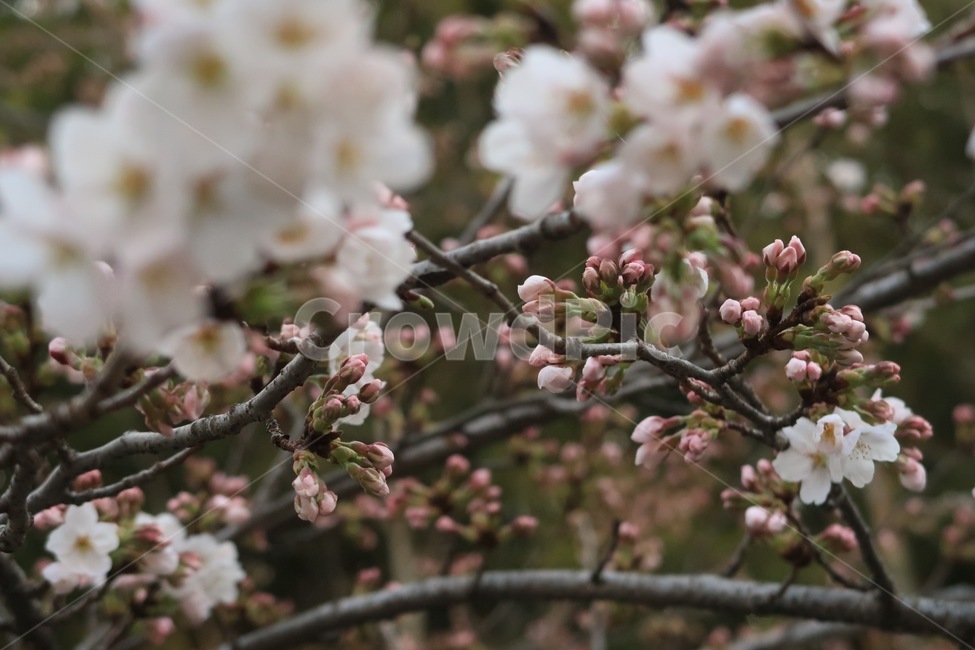 벚꽃,개화,꽃놀이,봄,감성,봄,계절,spring,season,식물,자연,plants,nature,꽃,flower,plant,blossom
