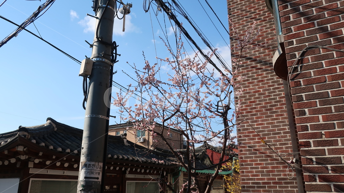 북촌한옥마을,한옥마을길,전봇대,벚꽃,꽃,도시,풍경,city,landscape,한국도시풍경,한국도시경관,korea cityscape,한국전통,한국문화,korean traditional,korean culture