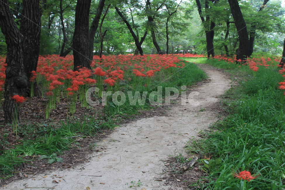 경상남도,함양군,상림공원,꽃무릇,상사화,야생화,가을,자연,풍경,nature,landscape,tree,나무,plant,식물,ground,바닥,leaf,잎