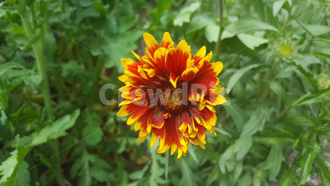 인디언국화,봄꽃,야생화,꽃,국화,flower,indian