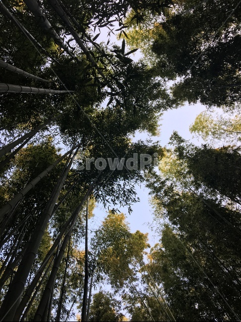 대나무숲,숲속,하늘,푸르른,높이솟은,bamboo,forest,sky,high