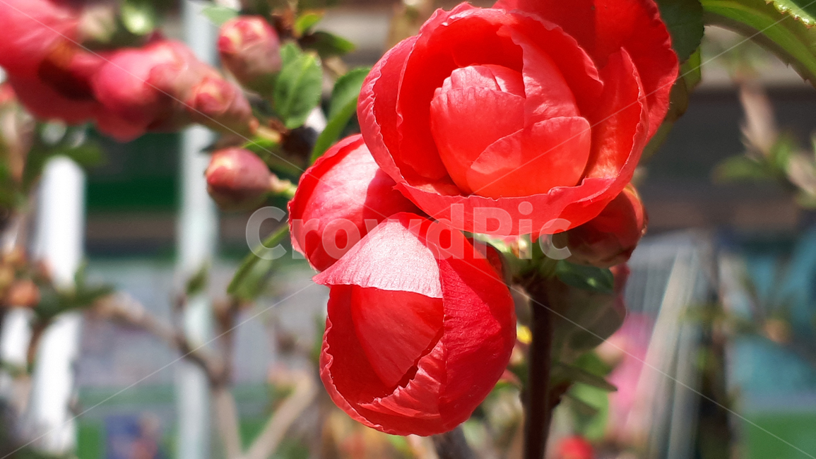 명자나무,꽃,plant,식물,봄,flower,blossom,식물,자연,plants,nature,꽃,flower