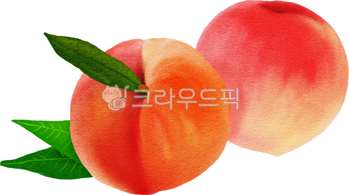 Peach,peach illustration,fruit illustration,hand-drawn fruit,fragrant peach,hand-drawn peach,peach drawing,peach leaf,peach watercolor,fruit painting,fresh peach,fresh fruit,fresh peach,fresh peach painting,fruit,peach,summer fruit,summer