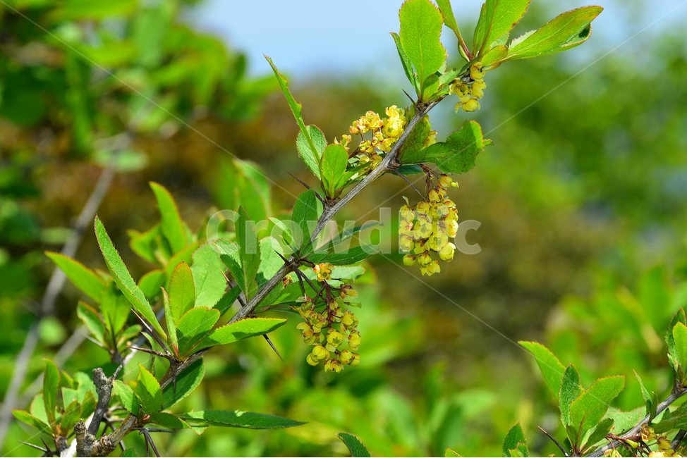 매발톱나무,야생화,꽃,식물,자연,생태,플라워,flower,plants,nature,식물,자연,plants,nature,꽃,flower