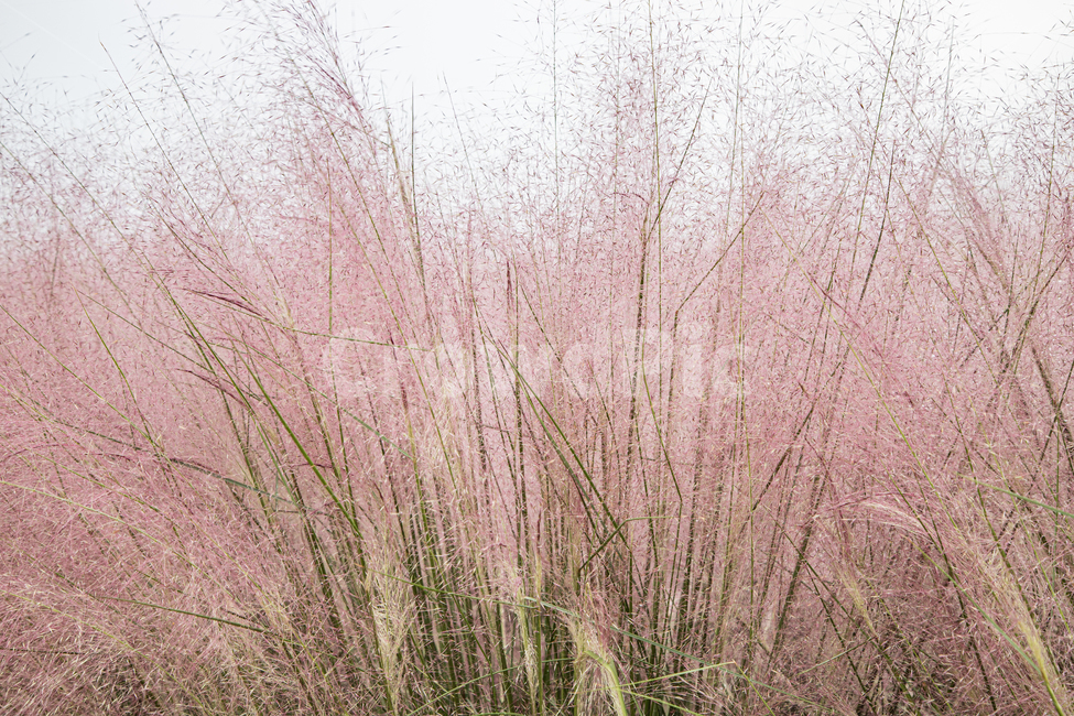 핑크뮬린,안개,새벽,축제,공원,가을,계절,fall,autumn,season,식물,자연,plants,nature,grass,잔디,plant