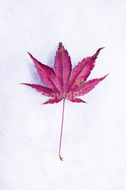 leaf,잎,plant,식물,tree,나무,단풍,눈,단풍잎