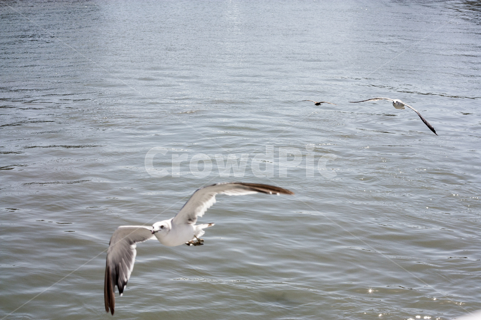 갈매기,바다,새,자연,동물,역동적,잔잔함,동물,animal,조류,새,birds