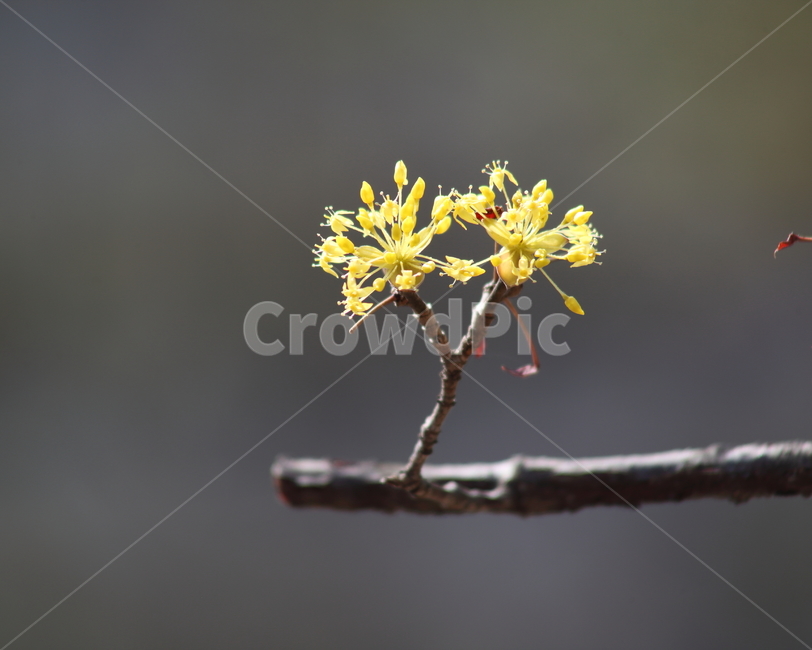 꽃,식물,봄,산수유,japanesecorneliancherry,봄,계절,spring,season,식물,자연,plants,nature,꽃,flower,plant