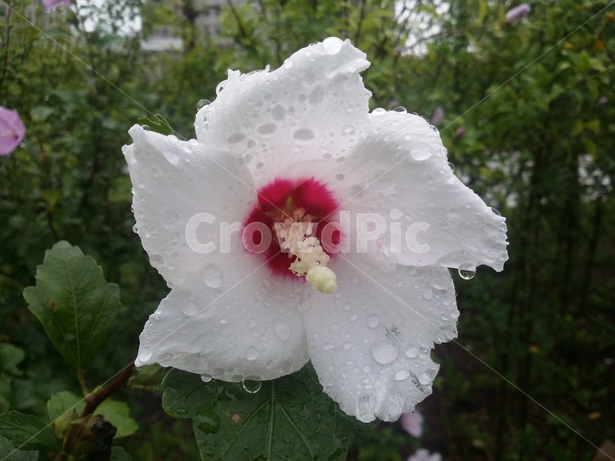 꽃,식물,flower,plant,무궁화,무궁화꽃,자연,식물,자연,plants,nature,꽃,flower