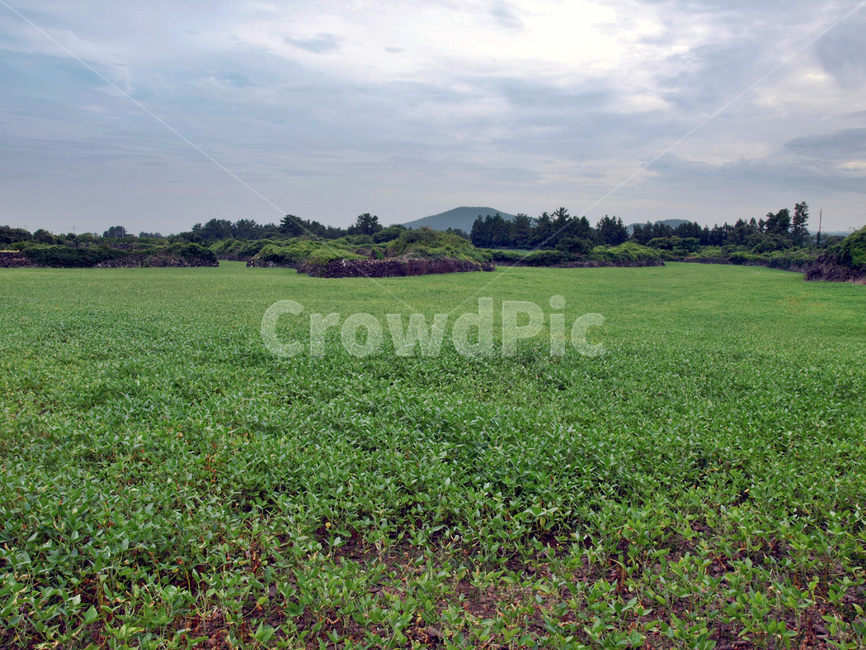밭,농작물,제주,올레14코스,올레길,약용작물,자연,풍경,nature,landscape,field,들,outdoors,옥외,grassland,목초지,plant,식물,grass,잔디