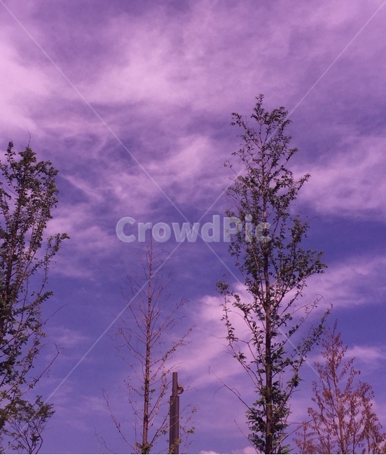 하늘,sky,나무,tree,보라색,purple,구름