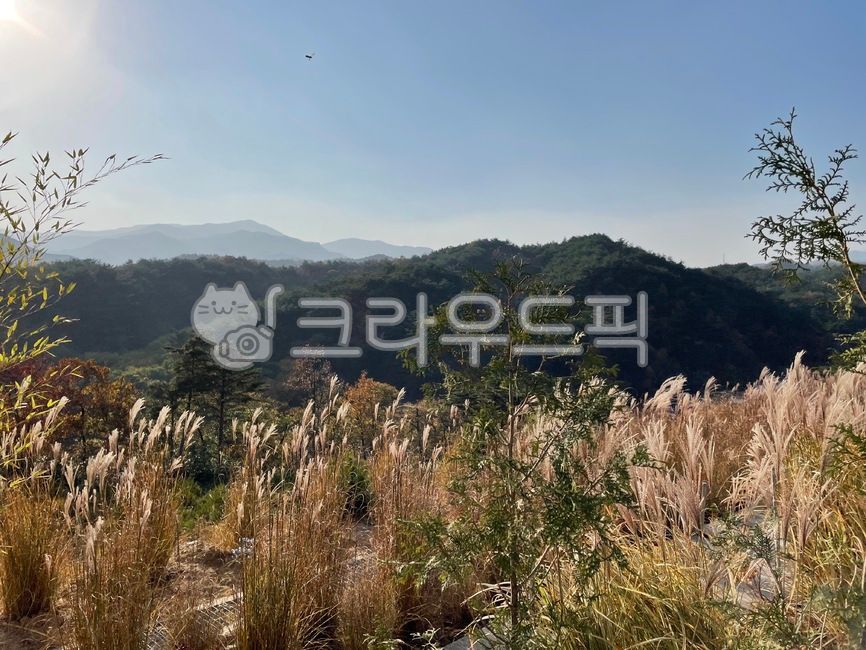 산, 자연, 갈대밭, 햇살, 산속, 사진,이미지,일러스트,캘리그라피 - buddleyang작가