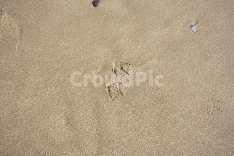 Beach,footprint,ocean,sandy beach,Seagull,clam,Pebble