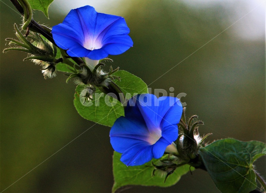 꽃,나팔꽃,식물,flower,가을,식물,자연,plants,nature,꽃,flower