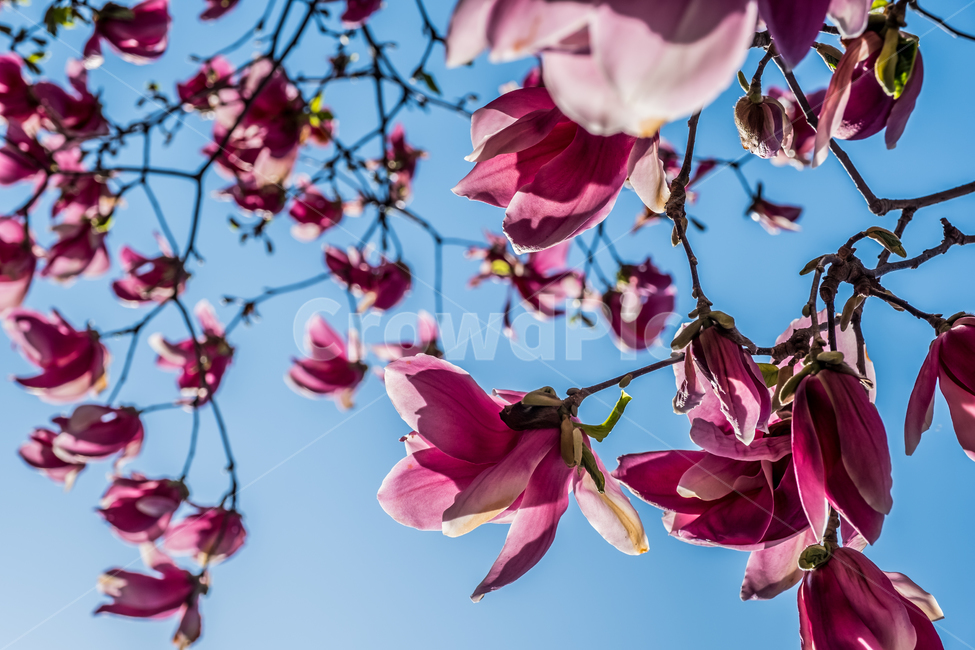꽃,봄,목련,생화,적목련,flower,spring,식물,plant